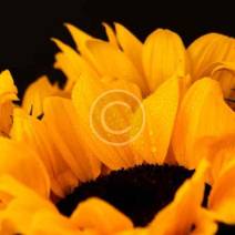 new-anim-2-splash-copyright new-anim-2-splash-copyright
